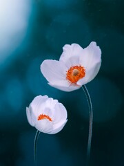 Macro of two white Japanese anemone flowers. Vibrant teal blue contrasting background with soft focus, blurred elements and bokeh bubbles. Bright subject against dark and moody background