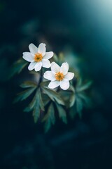 Macro of two Wood anemone flowers (Anemone nemorosa) against blurred out-of-focus background with trees, light, bokeh and other flowers. Early Spring flower scenery