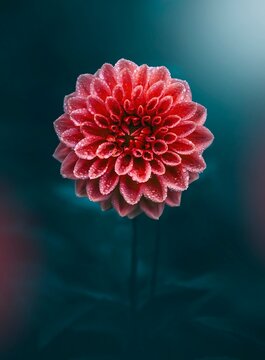 Close-up of a single red dahlia flower against teal dark moody background. Shallow depth of field with soft focus and dreamy light