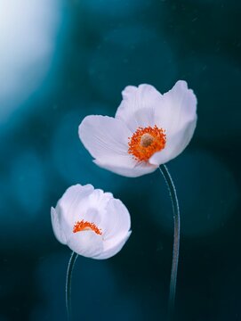 Macro of two white Japanese anemone flowers. Vibrant teal blue contrasting background with soft focus, blurred elements and bokeh bubbles. Bright subject against dark and moody background
