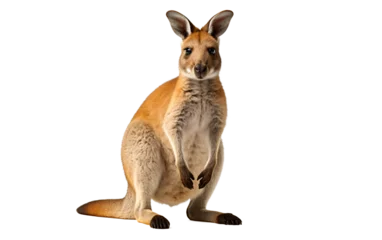 Deurstickers a kangaroo standing on its hind legs © Violeta