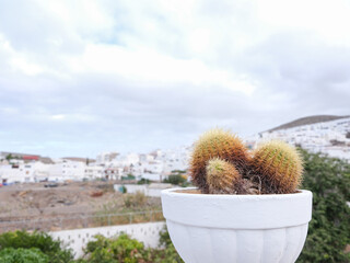 Cactus in a pot with white spanish town buildings in background