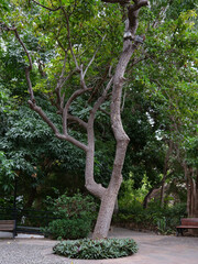 Obraz premium Trees and foliage on stone floor in botanical garden huerto de las flores, Agaete,Gran Canaria, Spain
