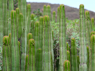 Straight long cactus plants growing in slopes of gran canaria, spain near town of Agaete