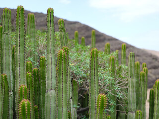 Straight long cactus plants growing in slopes of gran canaria, spain near town of Agaete