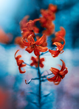 Close up of red lily flowers. Vibrant teal blue contrasting background with soft focus, blurred elements and bokeh bubbles. Bright colorful subject against dark and moody background