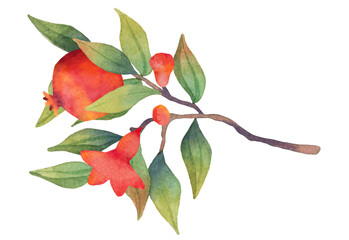 Pomegranate branch with flowers and fruits. Botanical illustration. White background