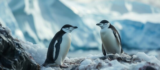 Fototapeta na wymiar Charming Chinstrap Penguins Roaming the Antarctic Southern Ocean: A Encounter with Chinstrap Penguins in the Vast Antarctic Southern Ocean