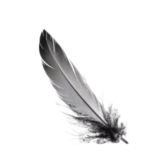 Keuken foto achterwand Veren a black and white feather