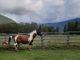 Sweet Senior Bay Colour Tobiano Coat Pattern Paint Horse Gelding Trotting Facing Right in Round Pen with Blue Mountain Background and Space for Text