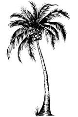 a palm tree with coconuts - obrazy, fototapety, plakaty