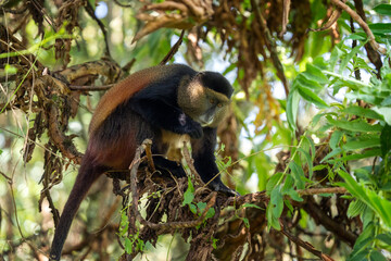 Golden monkey in Mgahinga National Park. Cercopithecus mitis kandti is eating in rainforest. African safari. Rare primate with golden back. 