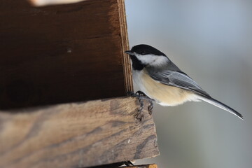 La Plaine 4 Février 2024