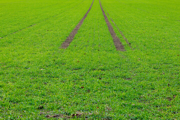 tyre track in a green field