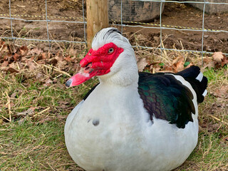 A photograph of a Muscovy Duck