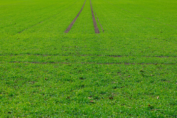 tyre track in a green field