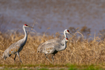 Obraz premium Sandhill Cranes Walking