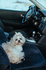 Cute shih tzu dog sitting in car seat - 728007464