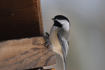 La Plaine 4 Février 2024