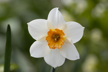 Naklejka na ściany i meble Daffodils in a sunny spring garden
