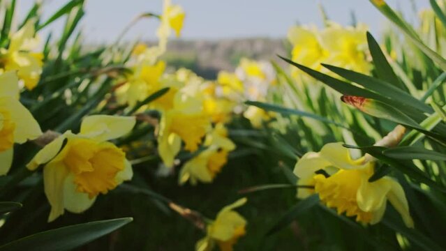 Flowerbed of daffodils with yellow blooms in a spring garden