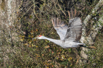 Sandhill Crane in Flight