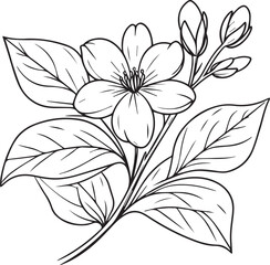 Flowers coloring pages, and book, Vector sketch of jasmine flowers, Hand drawn jasmine flowers, botanical leaf bud illustration engraved ink art style