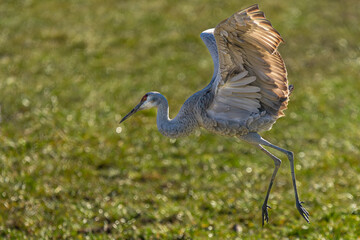 Sandhill Crane with Mating Display
