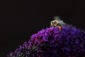 Pracująca Pszczoła  - obrazy, fototapety, plakaty