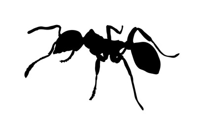 ant silhouette - vector illustration