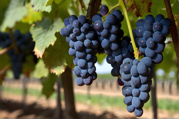 Obraz premium Close-up of a blue grape hanging in a vineyard, wide shot