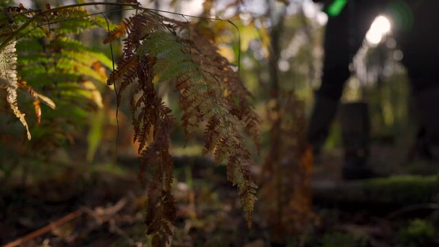 A person pouring water into a cup in the forest, it looks like he may be urinating but he's not
