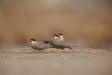 White cheeked tern calling for food perched on the ground