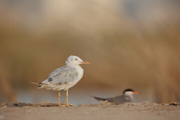 slender-billed gull perched on the ground against smooth background