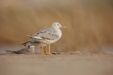 slender-billed gull perched on the ground against smooth background