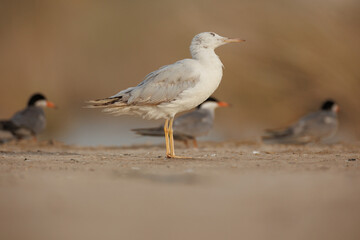 slender-billed gull perched on the ground against smooth background