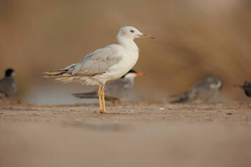 slender-billed gull perched on the ground against smooth background