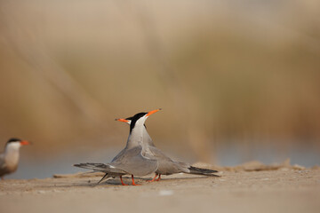 White cheeked tern pair perched on the ground performing mating ritual