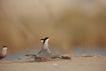 White cheeked tern pair perched on the ground performing mating ritual