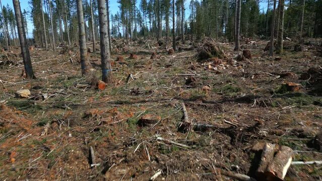 Deforestation flyover on sunny day with slash debris on ground