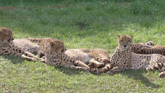 tres guepardos tumbados al sol