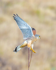 The common kestrel (Falco tinnunculus) a bird of prey belonging to the kestrel group of the falcon family Falconidae. It is also known as the European kestrel or Eurasian kestrel.