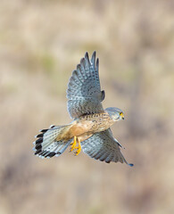 The common kestrel (Falco tinnunculus) a bird of prey belonging to the kestrel group of the falcon family Falconidae. It is also known as the European kestrel or Eurasian kestrel.