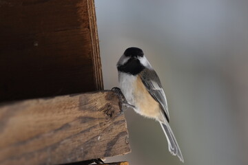 La Plaine 4 Février 2024