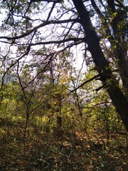 Obraz premium trees in the forest