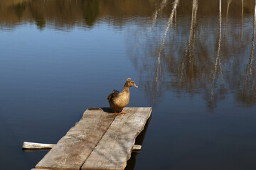 Wild brown duck standing on the wooden pier at the coast of rural lake. Wild birds nature. Duck...