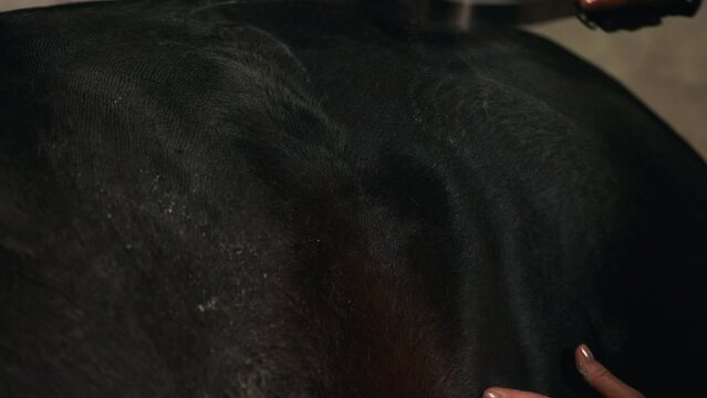 Cozy stable environment as woman grooms her blonde horse