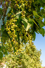 Fruits of empress tree, Paulownia tomentosa, a fast-growing tree originally from Asia in a park in Germany