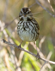 Song Sparrow with Foxtail. Palo Alto Baylands, Santa Clara County, California.