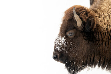 american bison isolated © Jeffrey